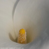 Buy canvas prints of Calla Lily by Stephen Noulton