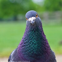 Buy canvas prints of Pigeon the Photo Crasher by Stephen Noulton