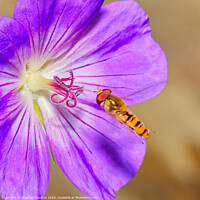 Buy canvas prints of Hoverfly and the Geranium by Stephen Noulton