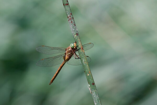 Green Hawker Dragonfly Picture Board by Stephen Noulton