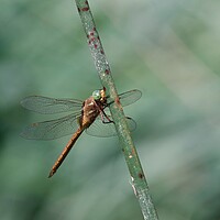 Buy canvas prints of Green Hawker Dragonfly by Stephen Noulton