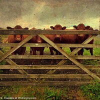 Buy canvas prints of Curious Red Cows Through A Gate in Lake District by Sandie 