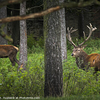 Buy canvas prints of Stags at Dawn by Robert Hall