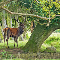 Buy canvas prints of Red Deer Stag by Robert Hall