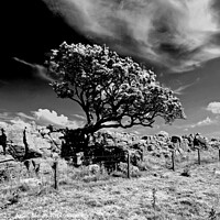 Buy canvas prints of Hawthorn tree by Peter Hatton