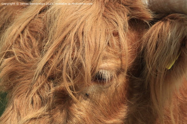 Highland Cow Close Up Picture Board by James Bembridge
