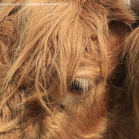Buy canvas prints of Highland Cow Close Up by James Bembridge