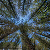 Buy canvas prints of Reaching Pine Trees by Andy Durnin