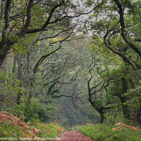 Buy canvas prints of Luxulyan Valley Walk by Andy Durnin