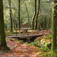 Buy canvas prints of An Autumn Woodland Scene by Andy Durnin