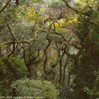 Buy canvas prints of Enchanted Woods by Andy Durnin