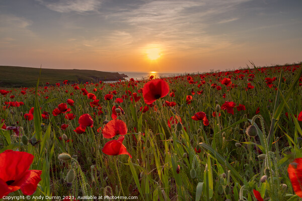 Poppies at Sunset Picture Board by Andy Durnin