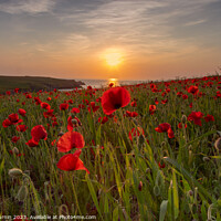 Buy canvas prints of Poppies at Sunset by Andy Durnin