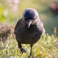 Buy canvas prints of Jackdaw with Attitude by Andy Durnin