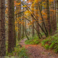 Buy canvas prints of Autumnal Woodland Walk by Andy Durnin