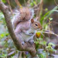 Buy canvas prints of Grey Squirrel by Andy Durnin