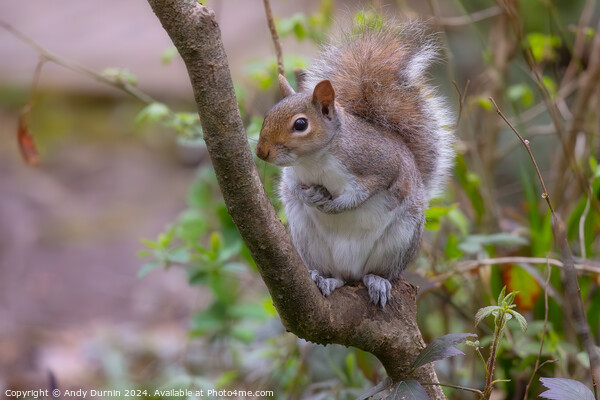 Grey Squirrel Picture Board by Andy Durnin