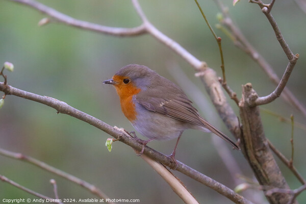 Robin Red Breast Picture Board by Andy Durnin
