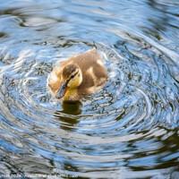 Buy canvas prints of Cute Duckling by Andy Durnin