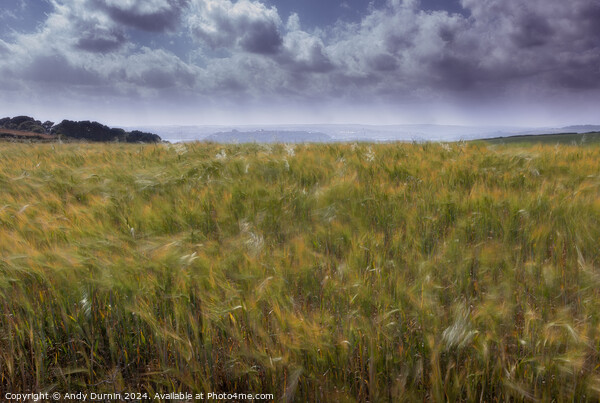 Wheat in the Wind Picture Board by Andy Durnin