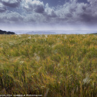 Buy canvas prints of Wheat in the Wind by Andy Durnin