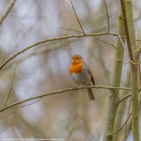 Buy canvas prints of Chirping Robin by Andy Durnin