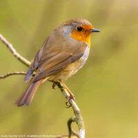 Buy canvas prints of Robin Redbreast  Erithacus rubecula by Andy Durnin