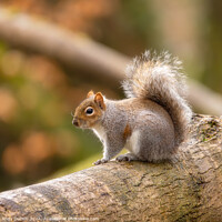 Buy canvas prints of Squirrel on a Trunk by Andy Durnin