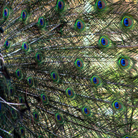 Buy canvas prints of peacock profile by Mark Sellick