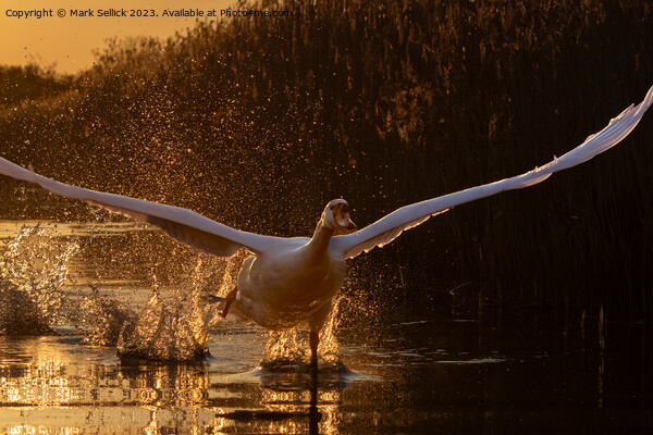 sunset swan take off Picture Board by Mark Sellick