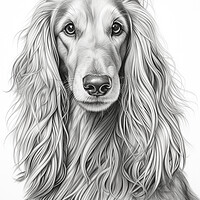 Buy canvas prints of Afghan Hound Pencil Drawing by K9 Art