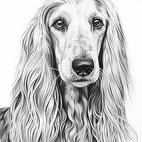 Buy canvas prints of Afghan Hound Pencil Drawing by K9 Art
