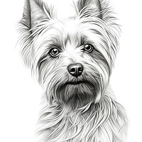 Buy canvas prints of Australian Silky Terrier Pencil Drawing by K9 Art
