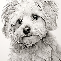 Buy canvas prints of Bolognese Pencil Drawing by K9 Art
