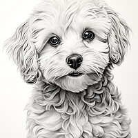 Buy canvas prints of Bolognese Pencil Drawing by K9 Art