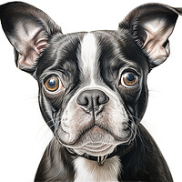 Buy canvas prints of Boston Terrier Pencil Drawing by K9 Art