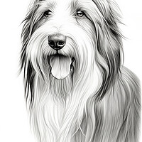 Buy canvas prints of Bearded Collie Pencil Drawing by K9 Art