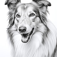 Buy canvas prints of Collie Pencil Drawing by K9 Art