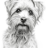 Buy canvas prints of Dandie Dinmont Terrier Pencil Drawing by K9 Art