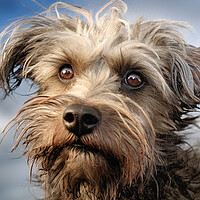 Buy canvas prints of Dandie Dinmont Terrier by K9 Art