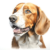 Buy canvas prints of English Foxhound Pencil Drawing by K9 Art
