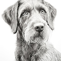 Buy canvas prints of German Wirehaired Pointer Pencil Drawing by K9 Art