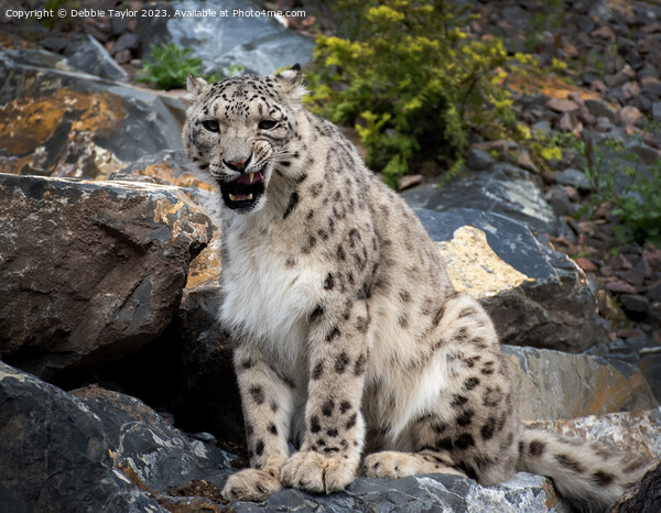 Snow Leopard on Rock Picture Board by Debbie Taylor