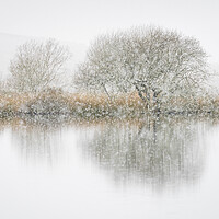 Buy canvas prints of Snowfall and hawthorns by Robert Canis