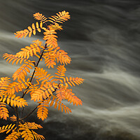 Buy canvas prints of Rowan and stream by Robert Canis