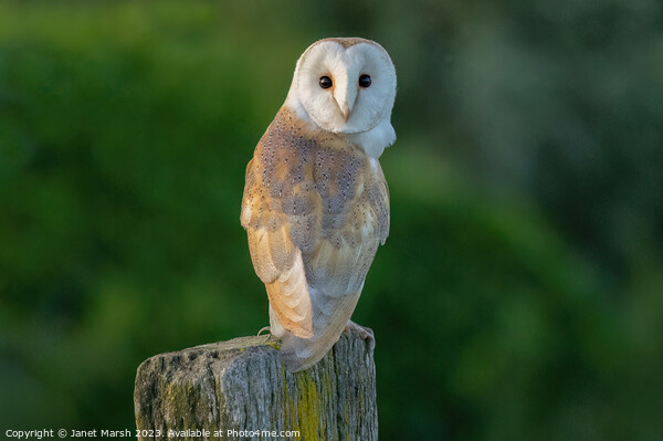 Perched Barn Owl Picture Board by Janet Marsh  Photography