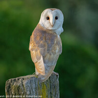 Buy canvas prints of Perched Barn Owl by Janet Marsh  Photography