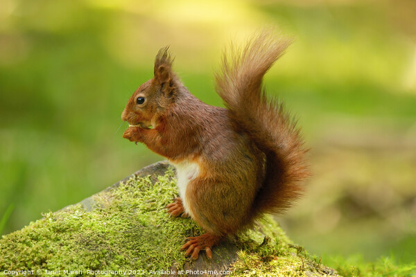 Red Squirrel Eating Picture Board by Janet Marsh  Photography