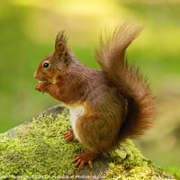 Buy canvas prints of Red Squirrel Eating by Janet Marsh  Photography