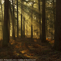 Buy canvas prints of Forest Rays by Janet Marsh  Photography